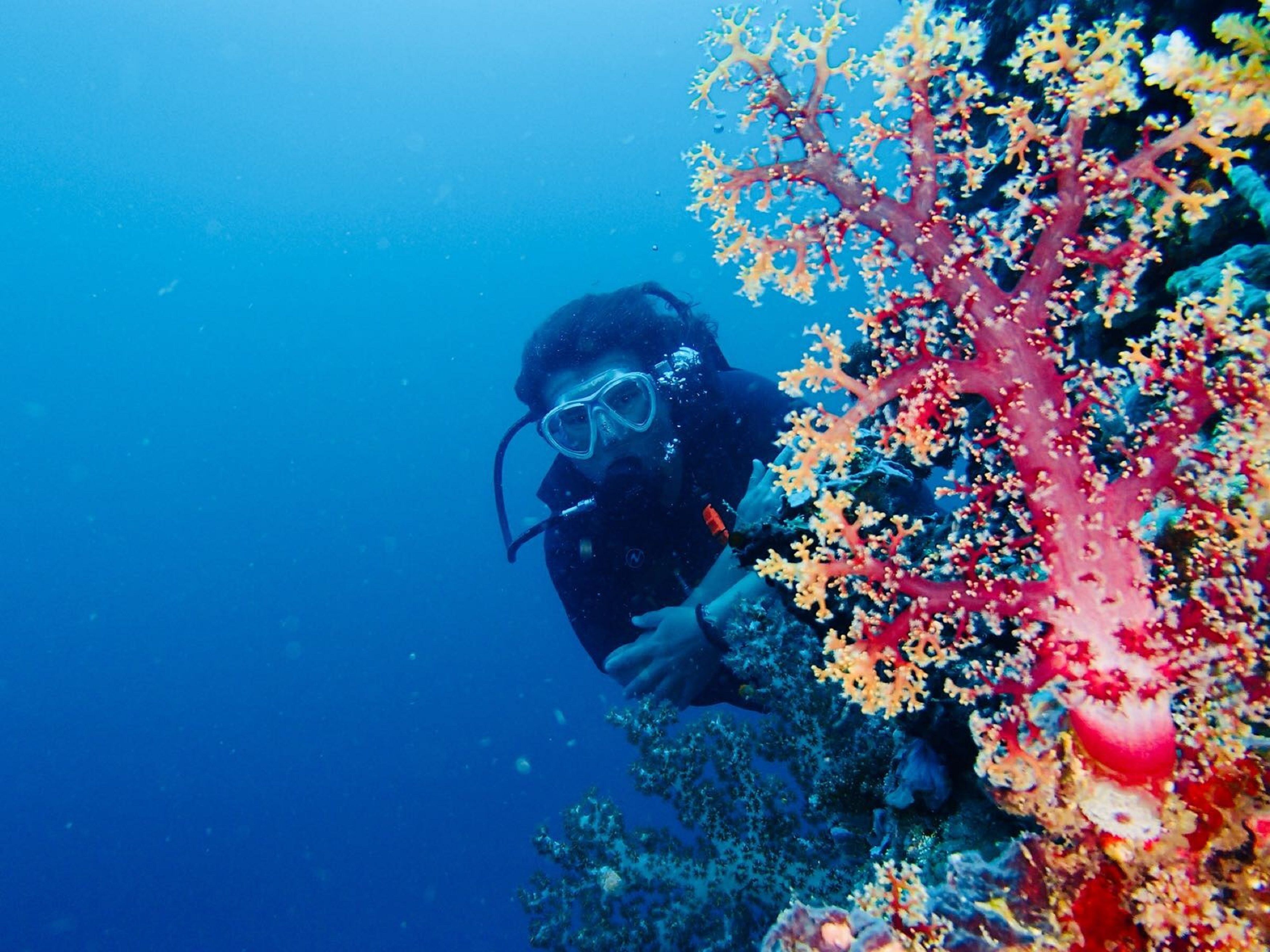 A diver exploring a vibrant coral reef.