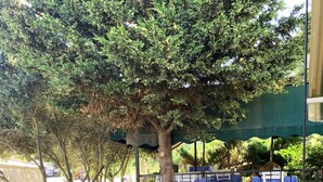 A stone wall with the word "MITOS" and a tree in the center. - Mitos Hotel (Bozcaada)