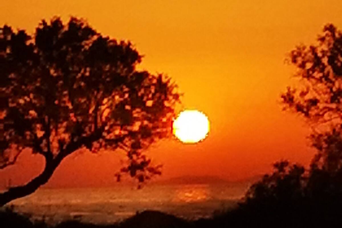 Un atardecer con el sol parcialmente oculto por los árboles.