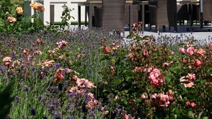 An outdoor seating area with wicker furniture and a large umbrella, surrounded by a garden with various flowers and trees.