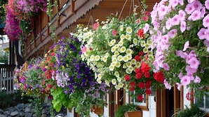A building with multiple hanging flower baskets filled with various flowers. - Gateway Motel (Radium Hot Springs)
