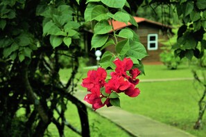 A garden with red flowers and a house in the background.