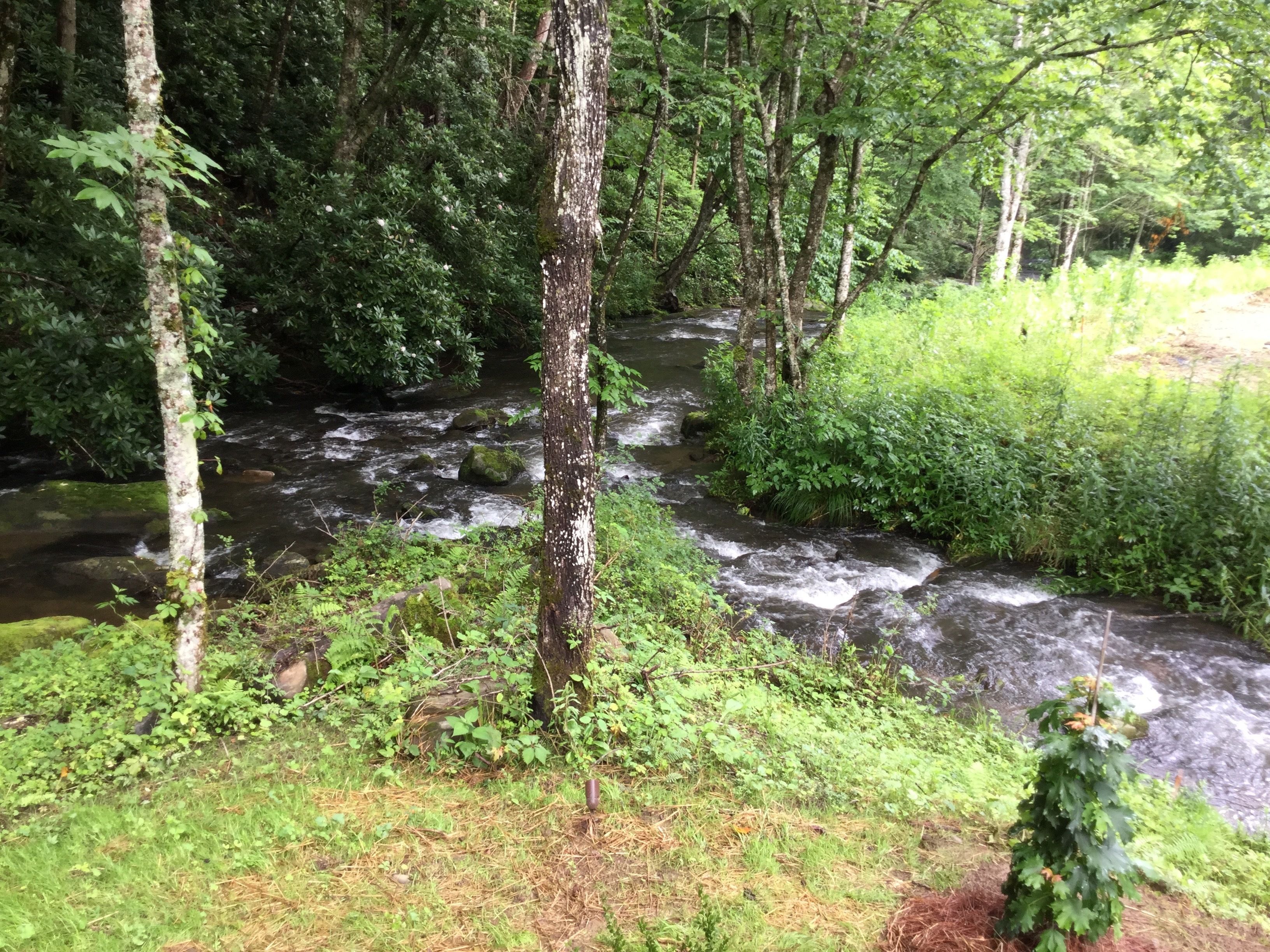 A forested area with a flowing stream, surrounded by dense greenery and trees.