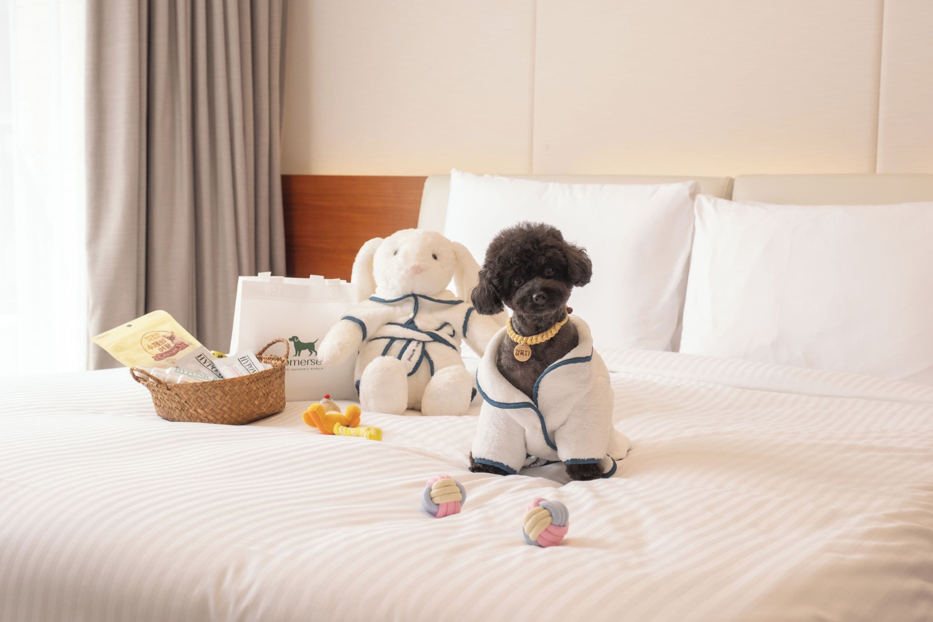 A bed with a basket of snacks, a stuffed toy, and a dog in a white outfit.