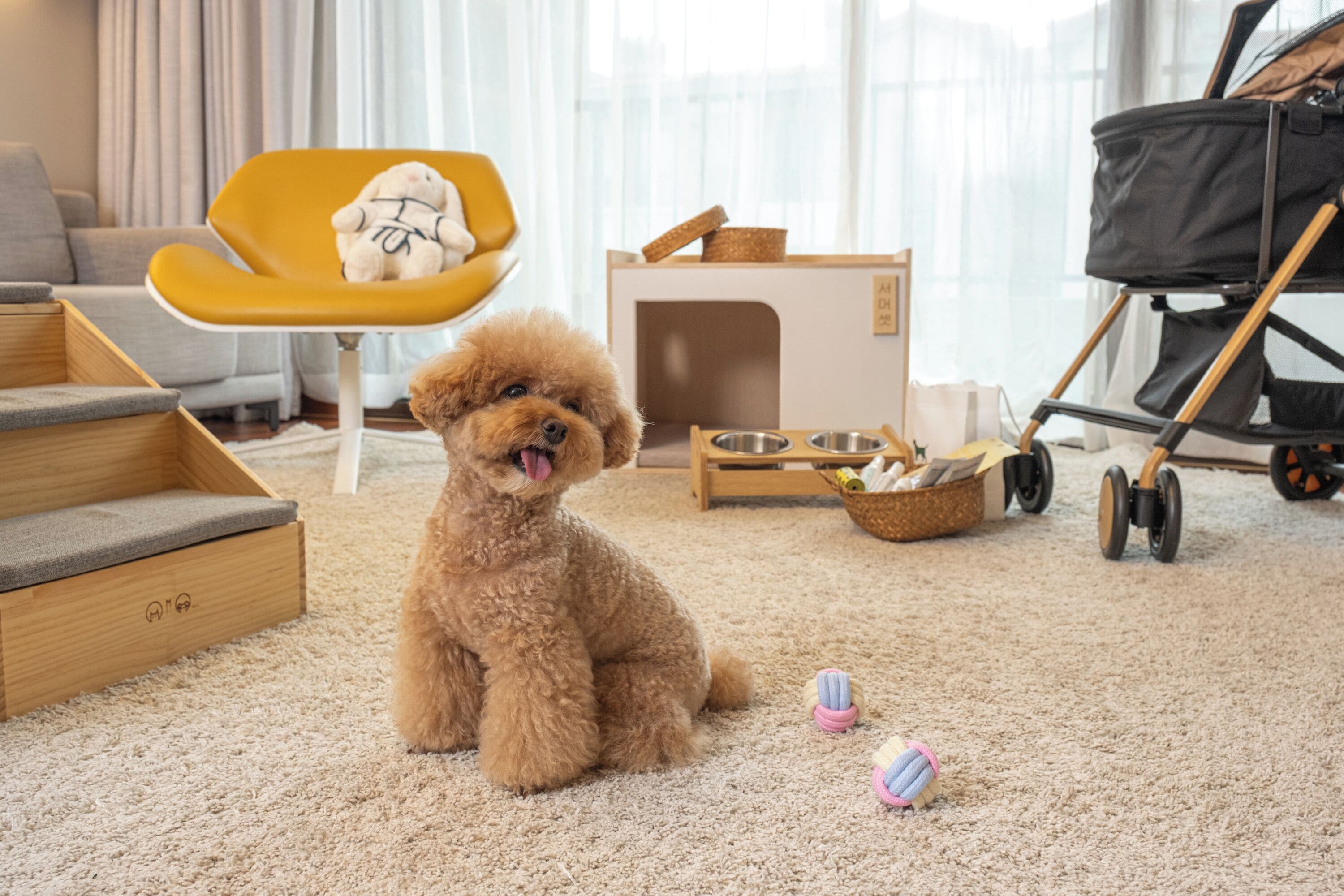 A dog sitting on a carpet with a playpen, a stroller, and a yellow chair in the background.