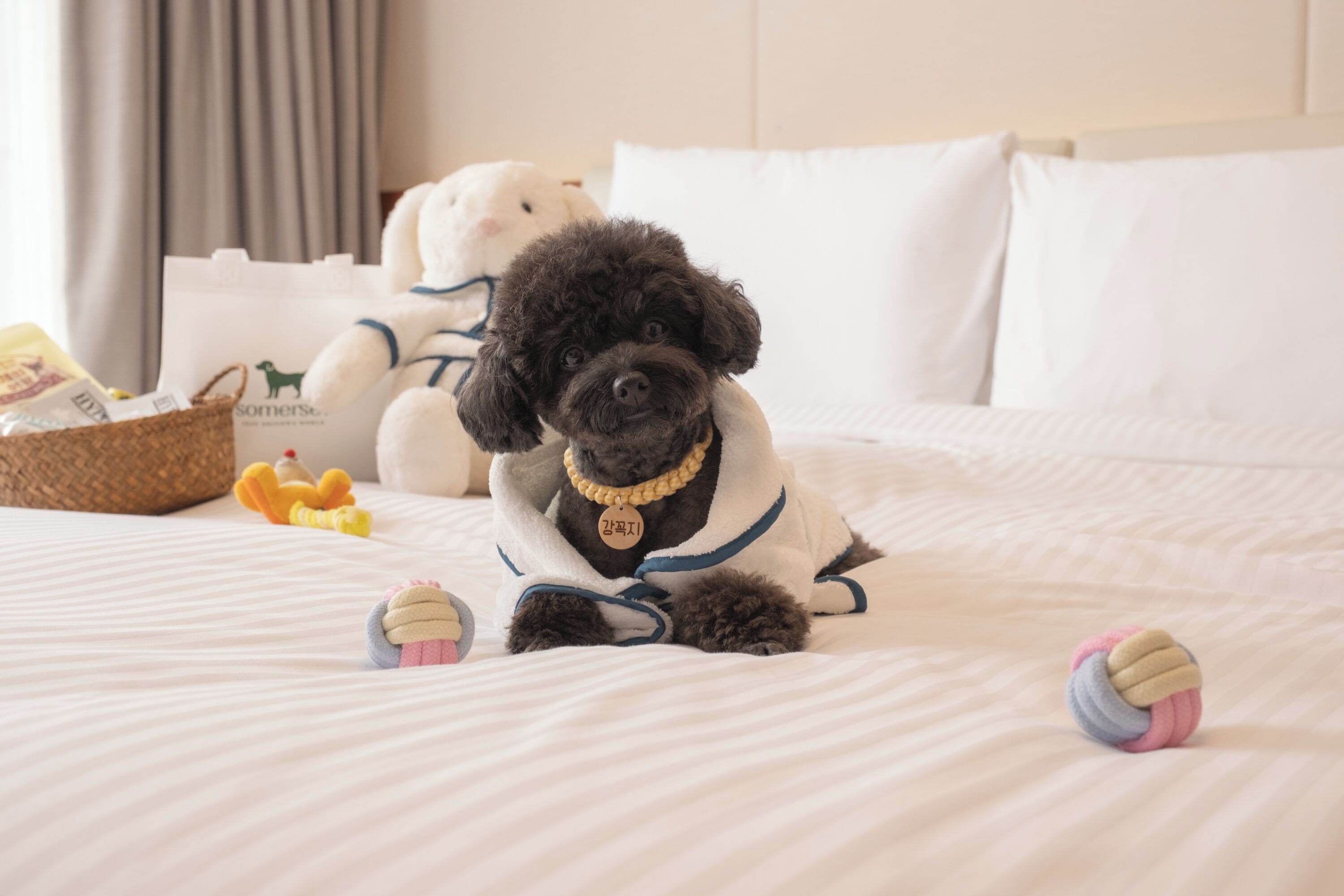 A dog in a white and blue outfit on a bed with a white pillow and a stuffed toy in the background.