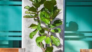 Una planta en maceta con hojas anchas frente a una pared con textura, con una ventana que refleja a una persona al fondo.