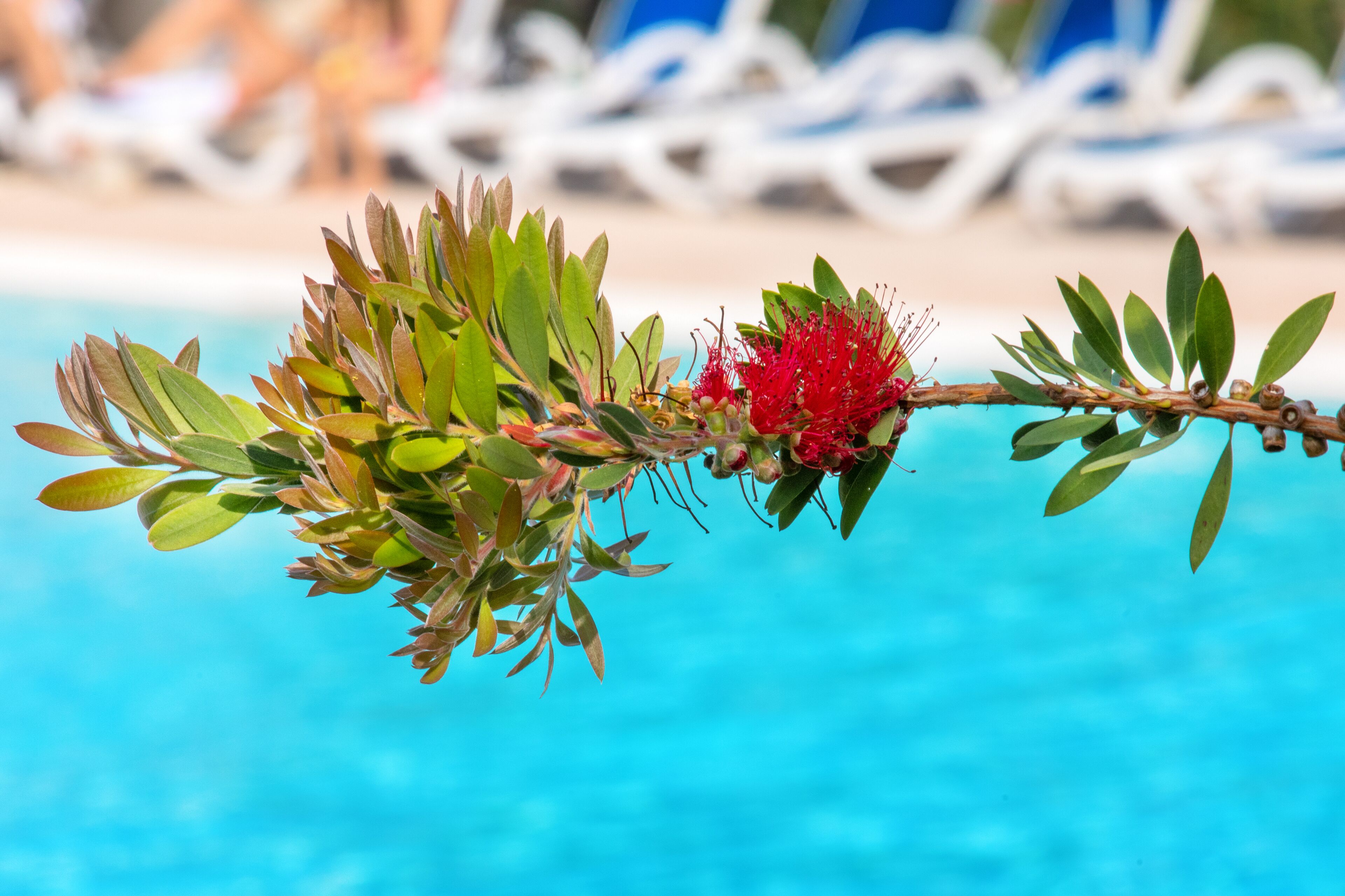 Une vue sur la piscine, avec des chaises longues et une plante aux feuilles vertes et aux fleurs rouges.