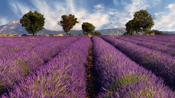 Un campo de lavanda con hileras de flores púrpuras y tres árboles al fondo.