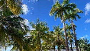 Un complexe hôtelier tropical avec des palmiers, un sentier et des chaises de plage.