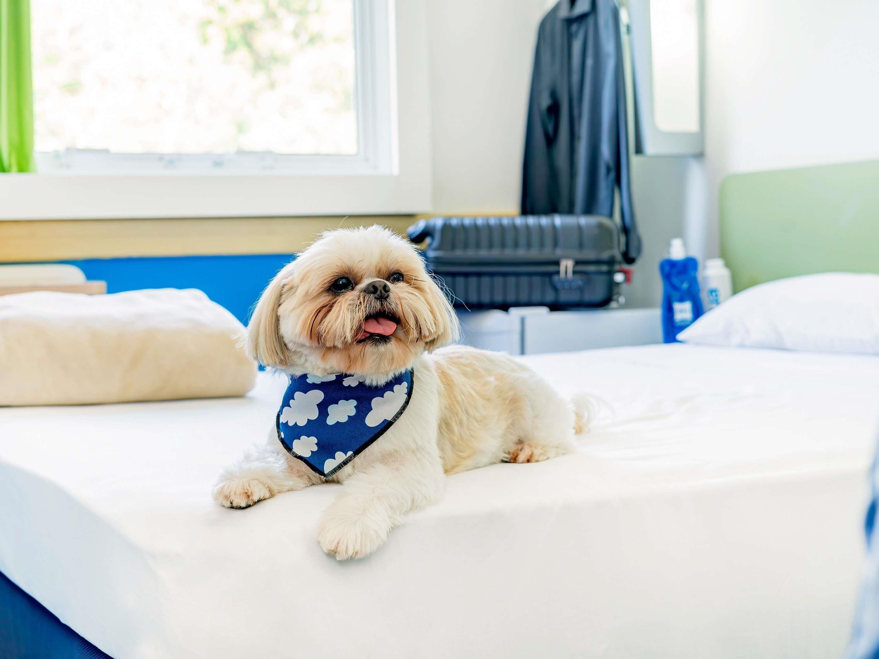 Un perro pequeño acostado en una cama con un cojín azul y una manta blanca.