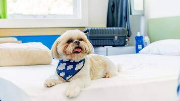 Un perro pequeño acostado en una cama con un cojín azul y una manta blanca.