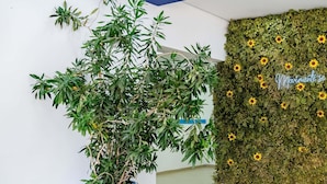 A large potted plant in a blue pot, a wall with a green leafy backdrop and sunflowers, and a sign with the word "Movimento". - ibis budget Piracicaba (Piracicaba)