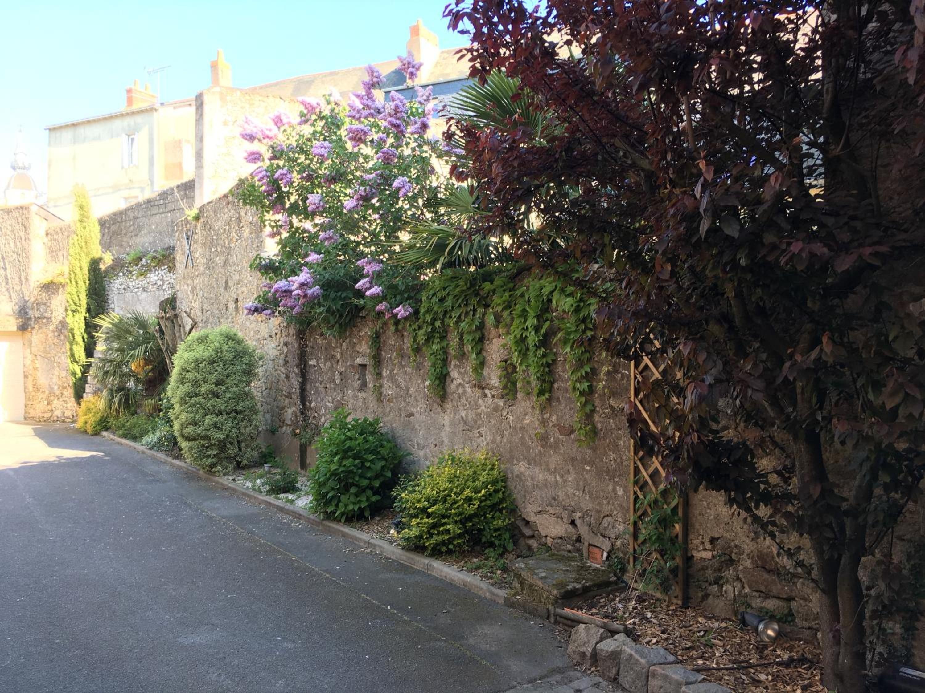 Una calle estrecha con un muro de piedra, un pequeño árbol y un arbusto.