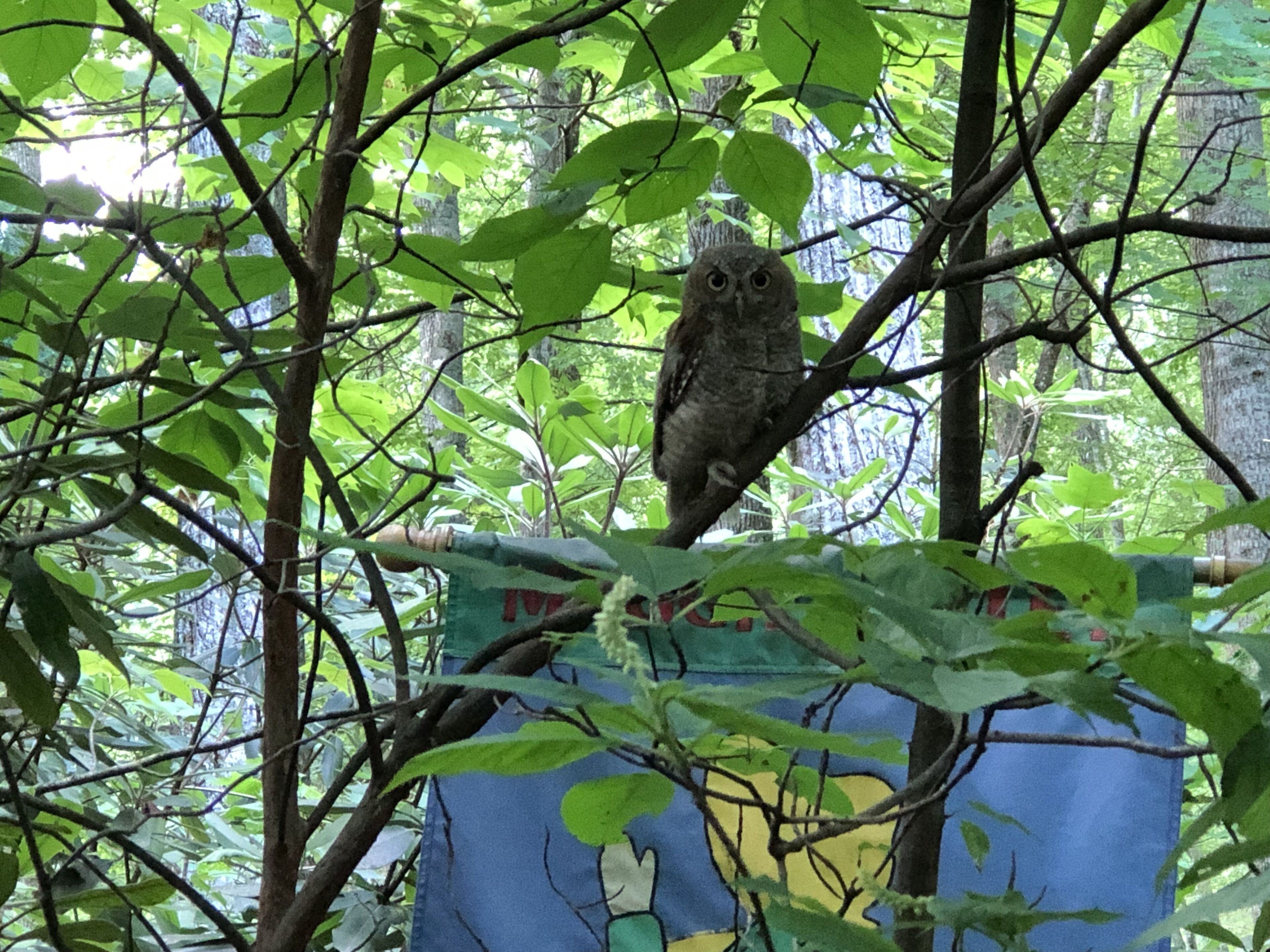An owl perched on a tree branch in a forested area.