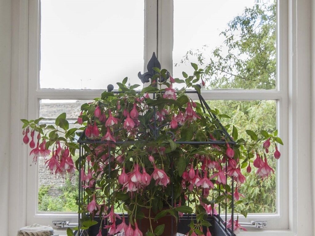 A hanging plant with pink flowers in a window with white frames.