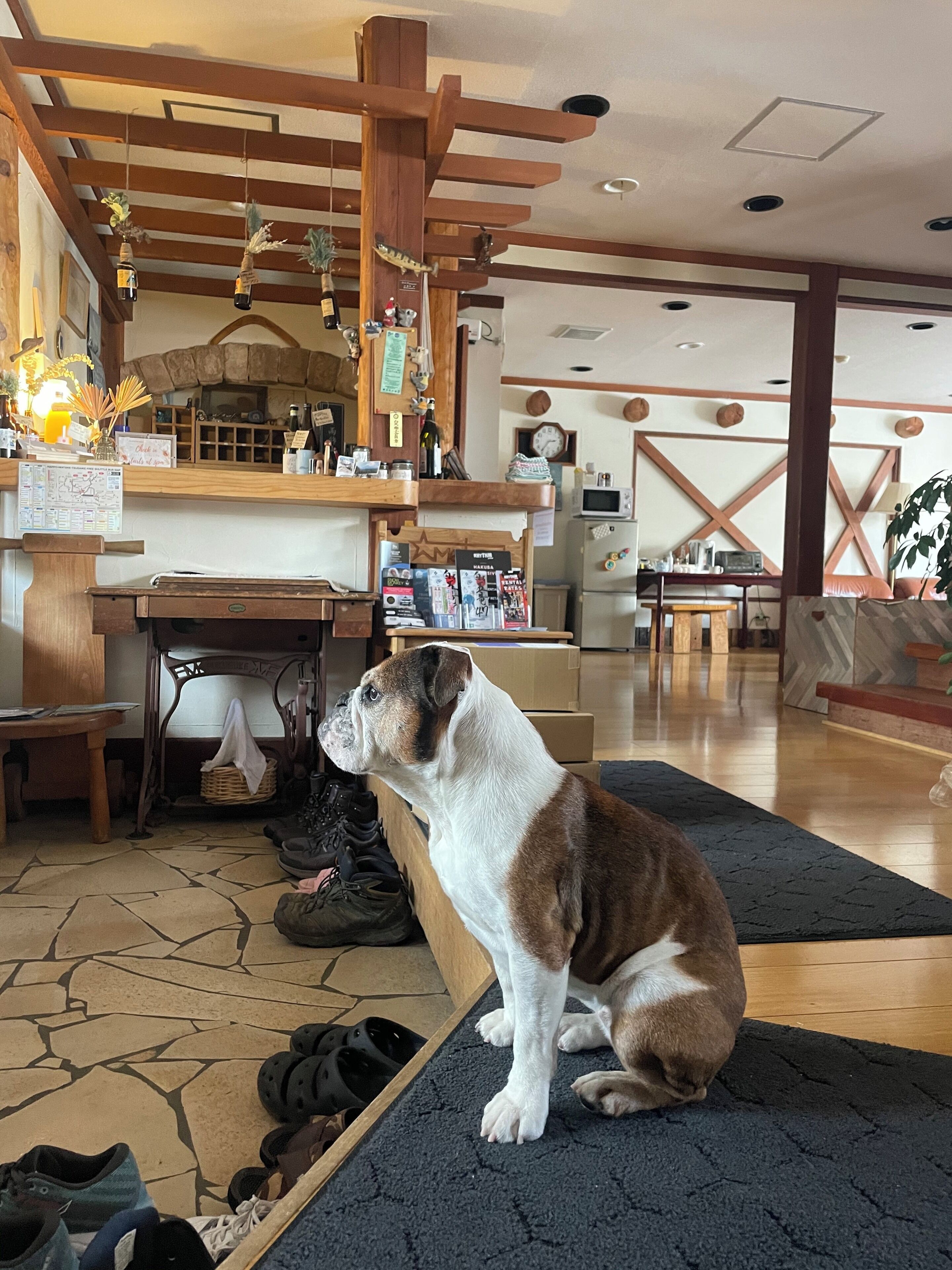 Un cane seduto su un tappeto in una stanza con travi in legno, pavimento in pietra e un bancone in legno con diversi oggetti.