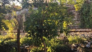 A garden area with a small tree, stone wall, and a tiled structure. - Piya Boutique Hotel (Istanbul)