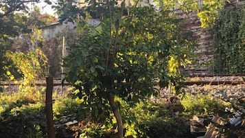 Deluxe Suite | Garden view