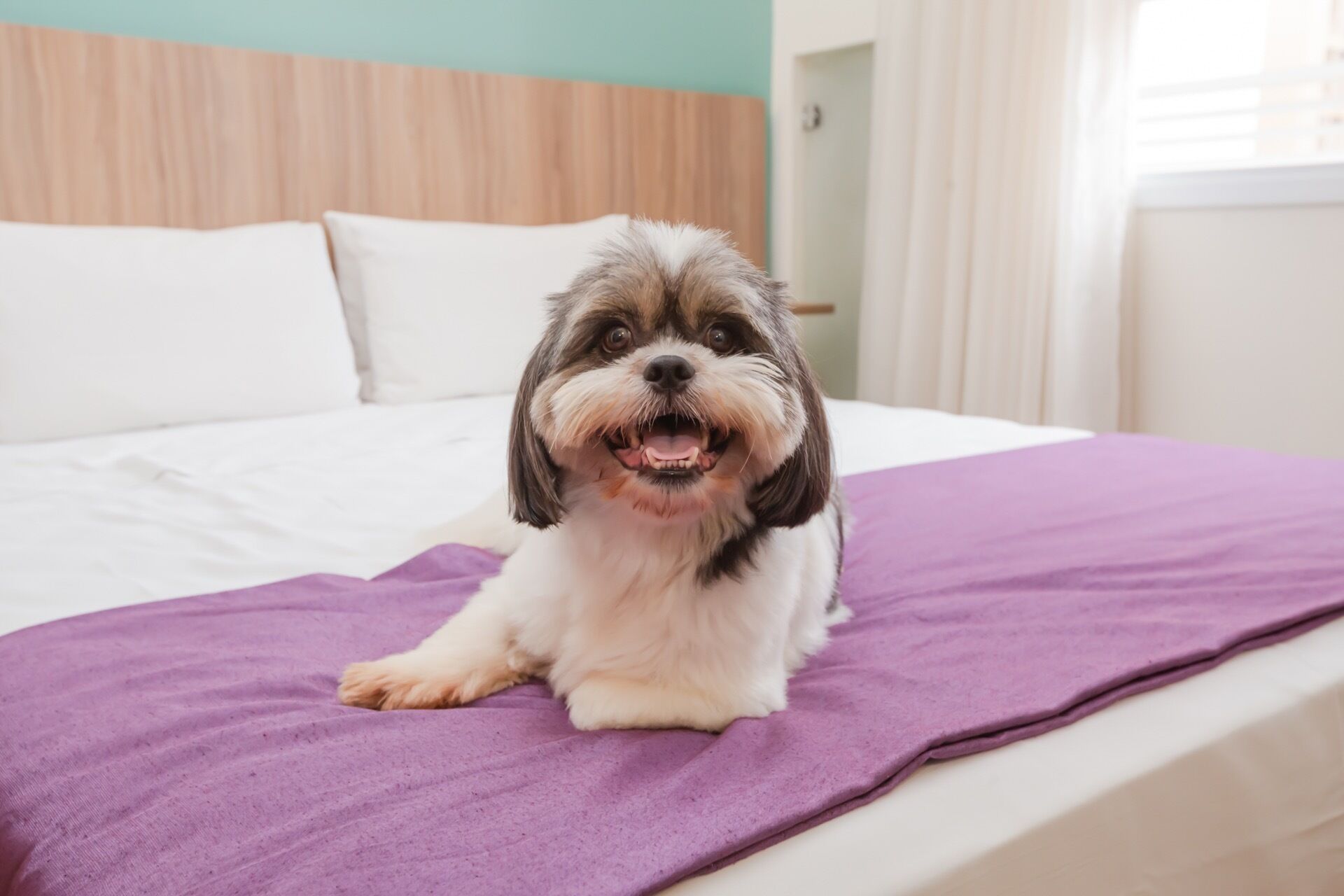 A dog lying on a bed with a purple blanket.