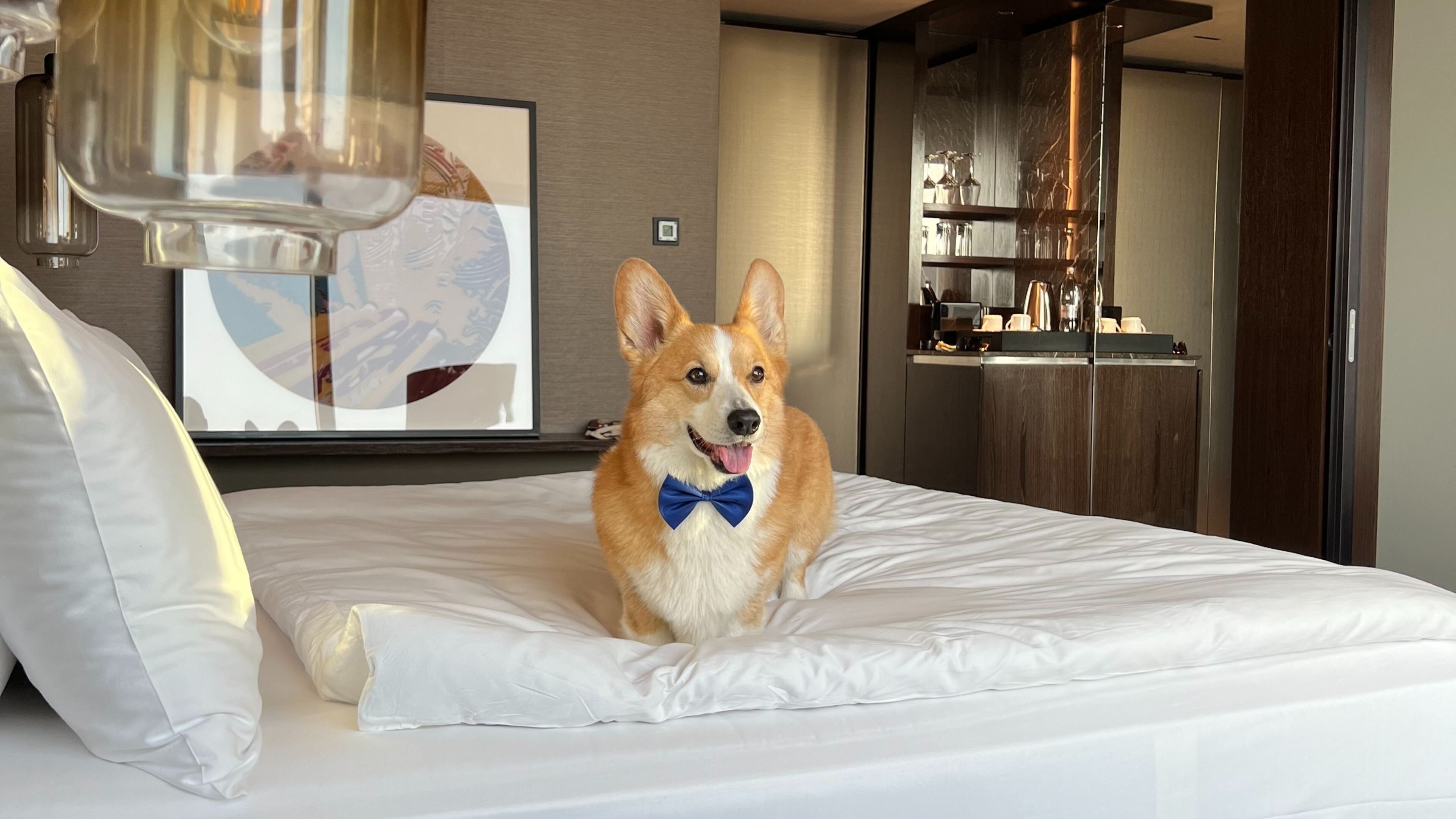 A dog sitting on a bed in a hotel room with a modern design, including a large mirror and a coffee machine.