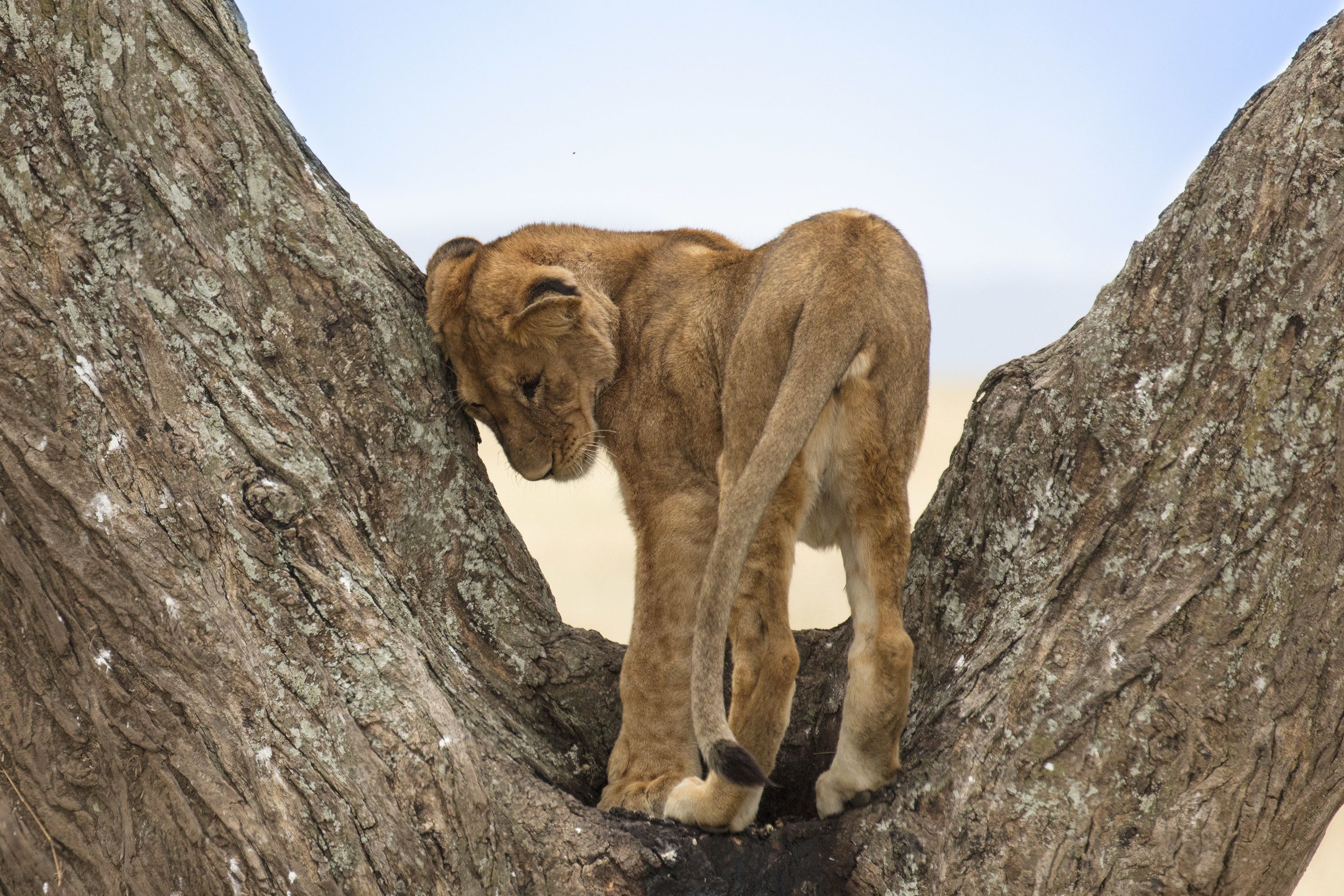 A lion cub resting in a tree hollow.
