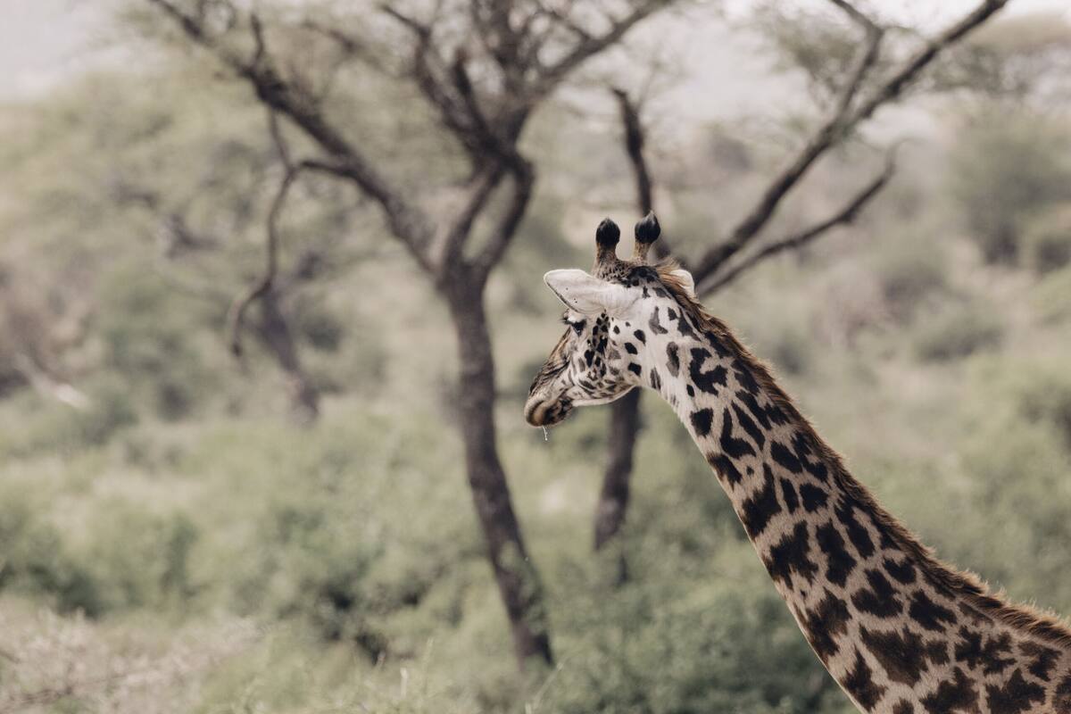 Une girafe dans un environnement naturel, avec une végétation clairsemée et quelques arbres.