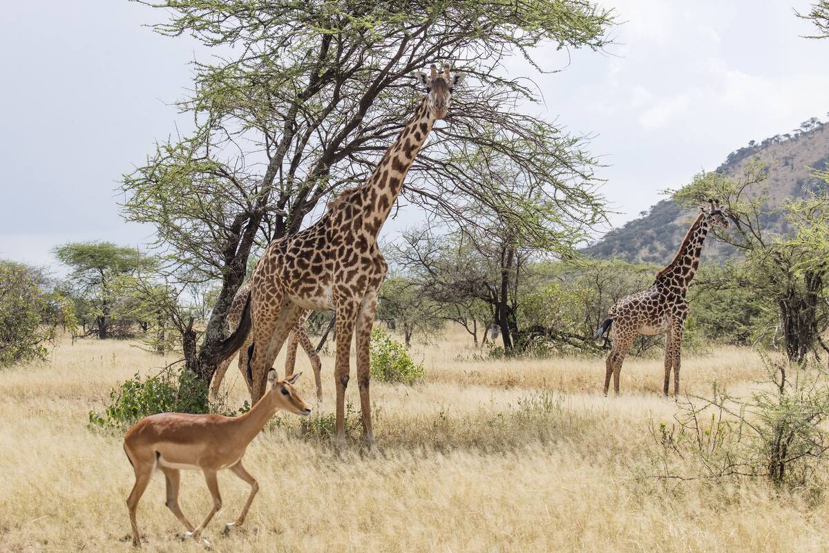 Une girafe et un cerf dans une savane aride, parsemée de quelques arbres.