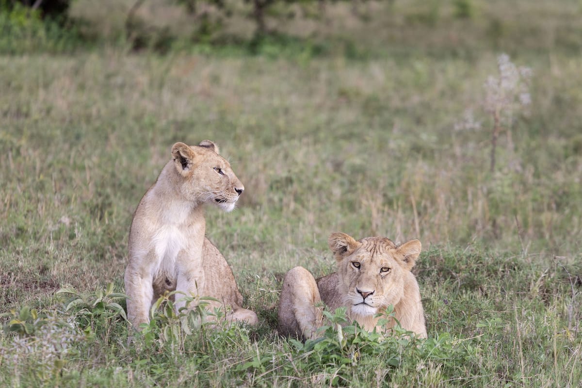 Deux lions sont assis dans un champ d’herbe.
