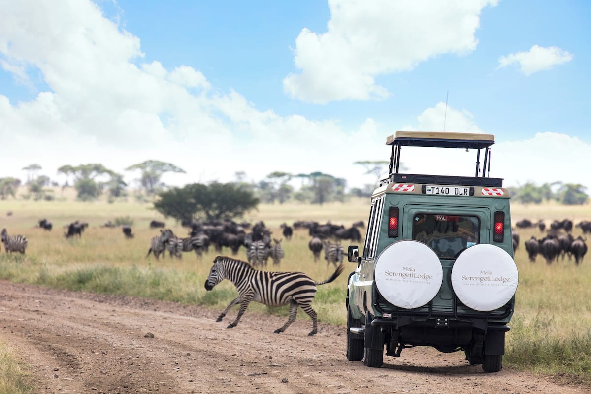 Un véhicule de safari avec des zèbres traversant la route, entouré d’un troupeau de gnous.