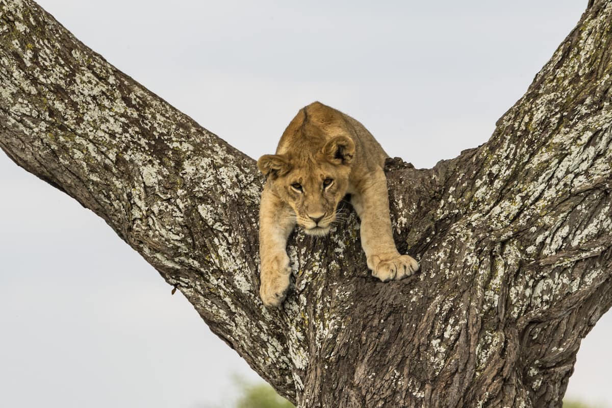 Un lionceau se reposant sur une branche d’arbre.