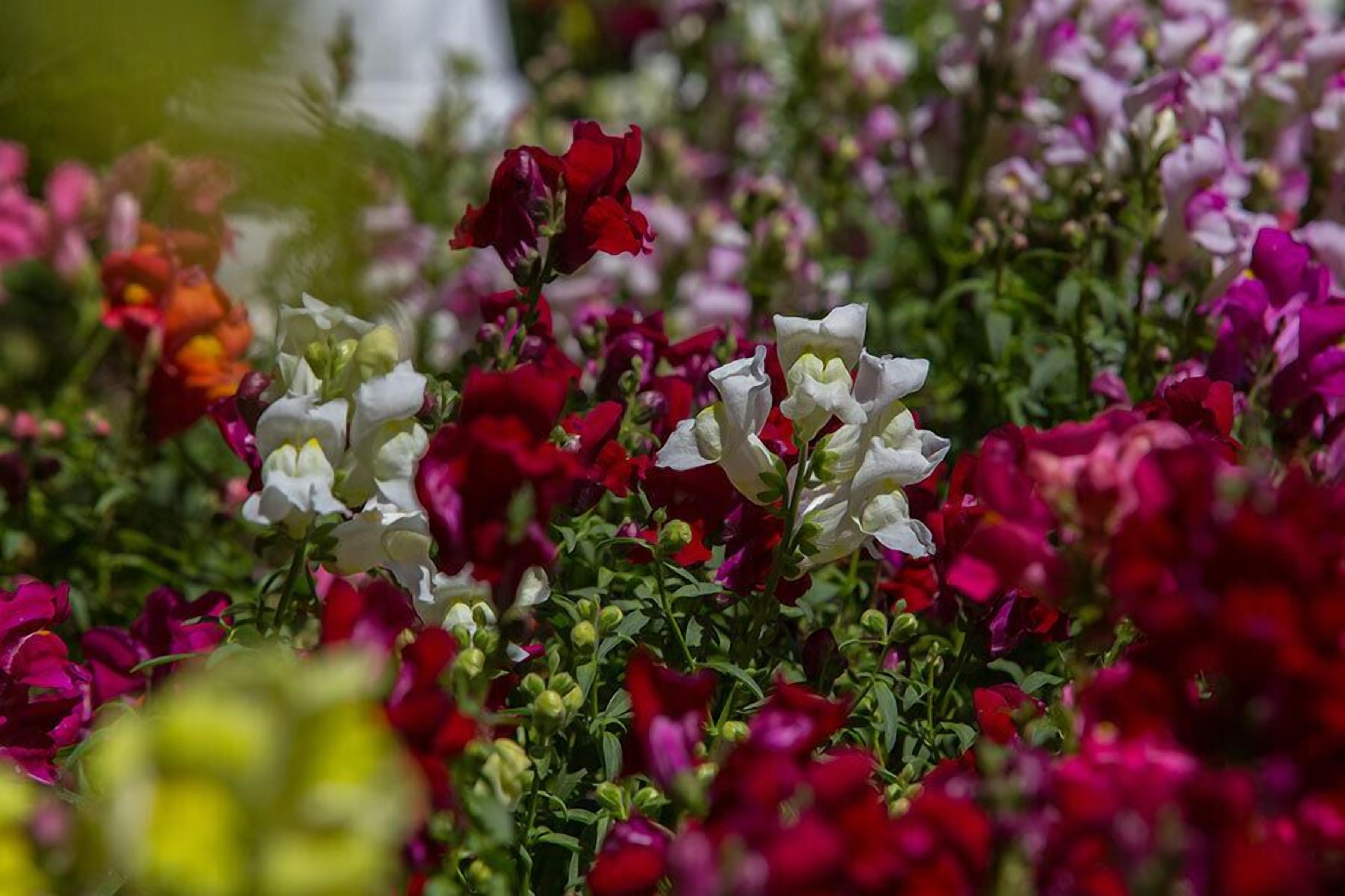 Foto - Pousada Jardon Campos do Jordão - Exclusiva para Adultos