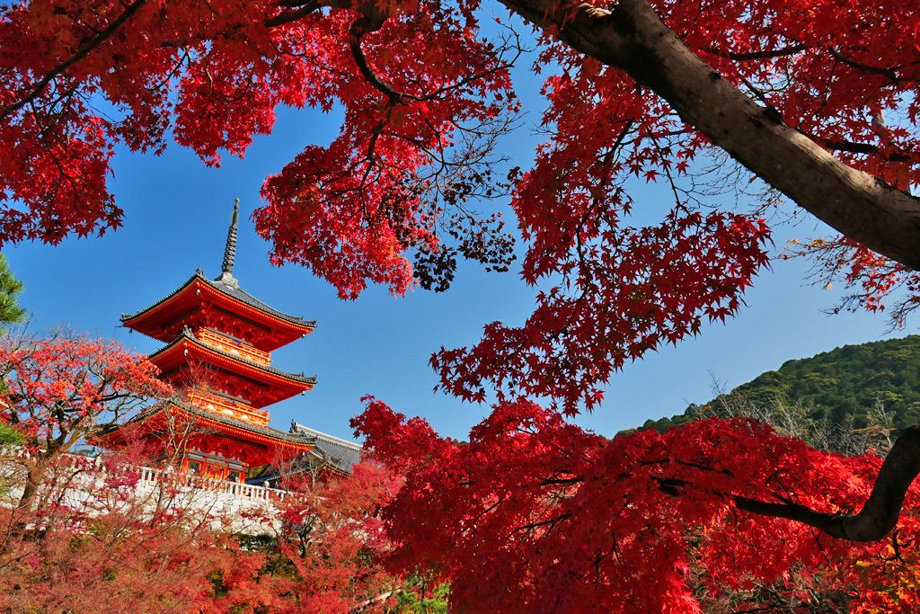 A traditional Japanese pagoda with multiple tiers, surrounded by vibrant red maple trees.