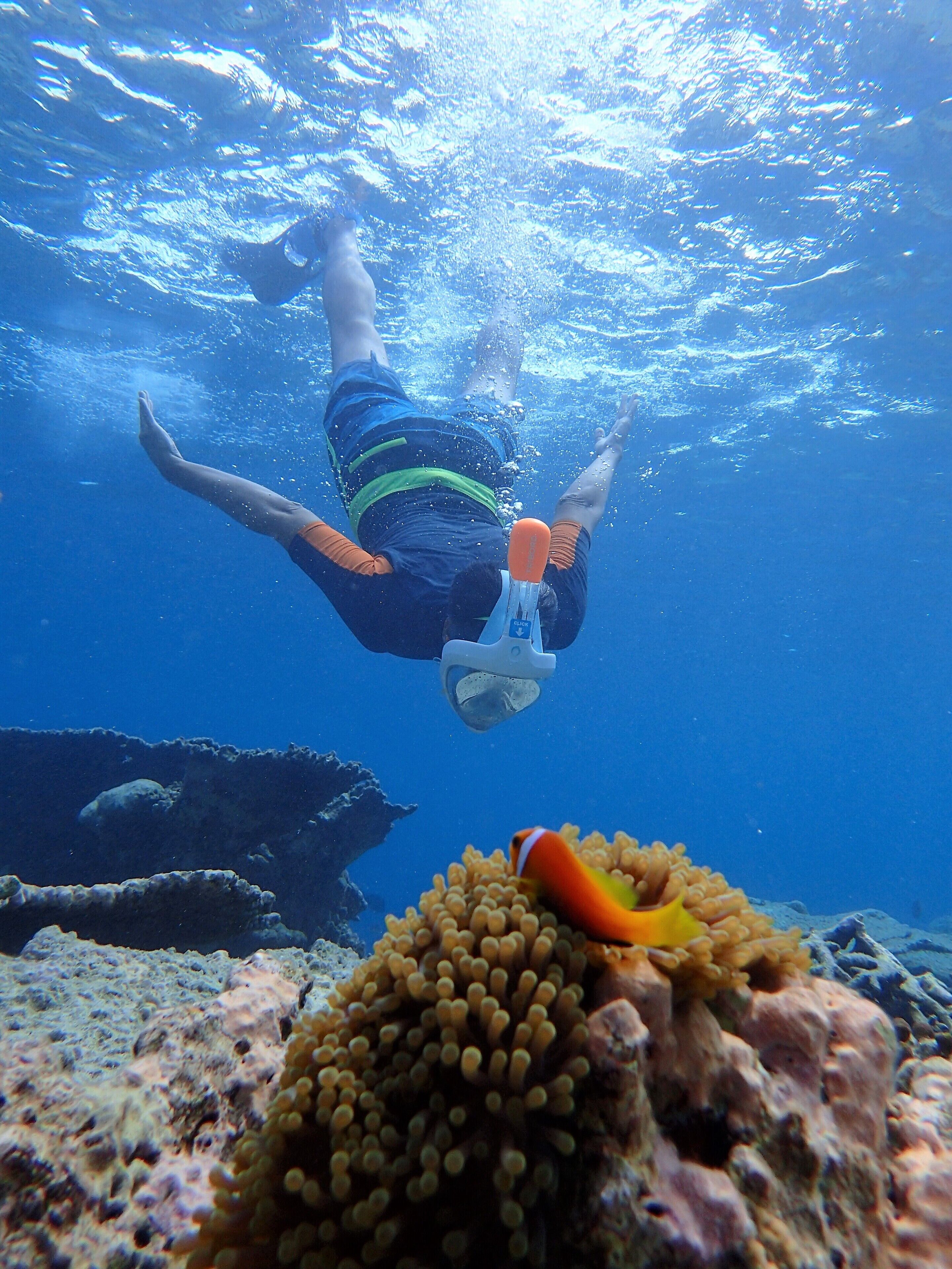 A diver underwater with a coral reef and a sea anemone in the foreground.