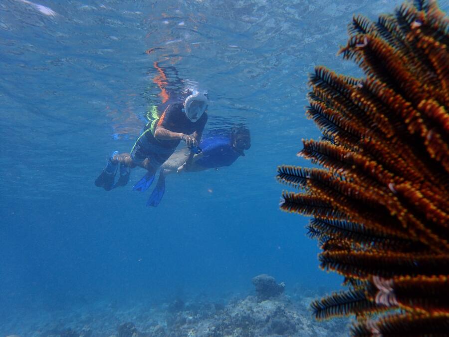 An underwater scene with a diver and coral.