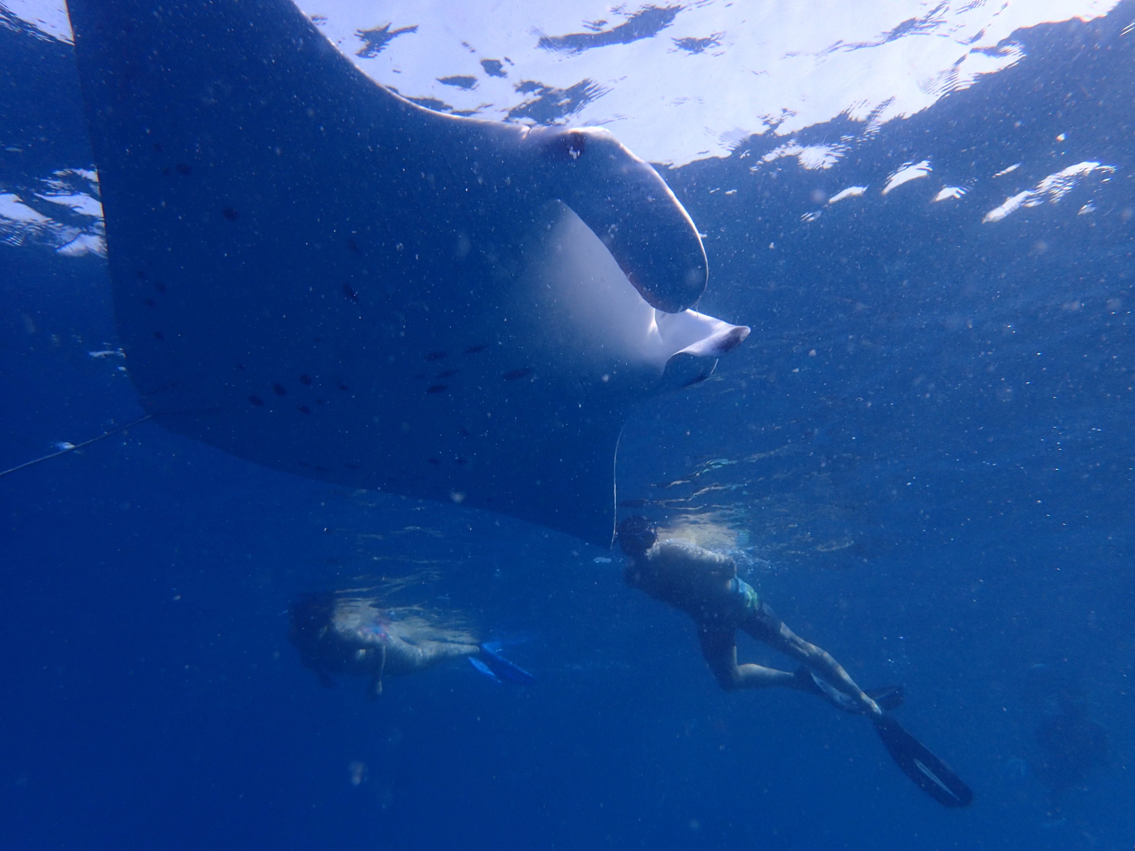 A large whale swimming in clear blue water.