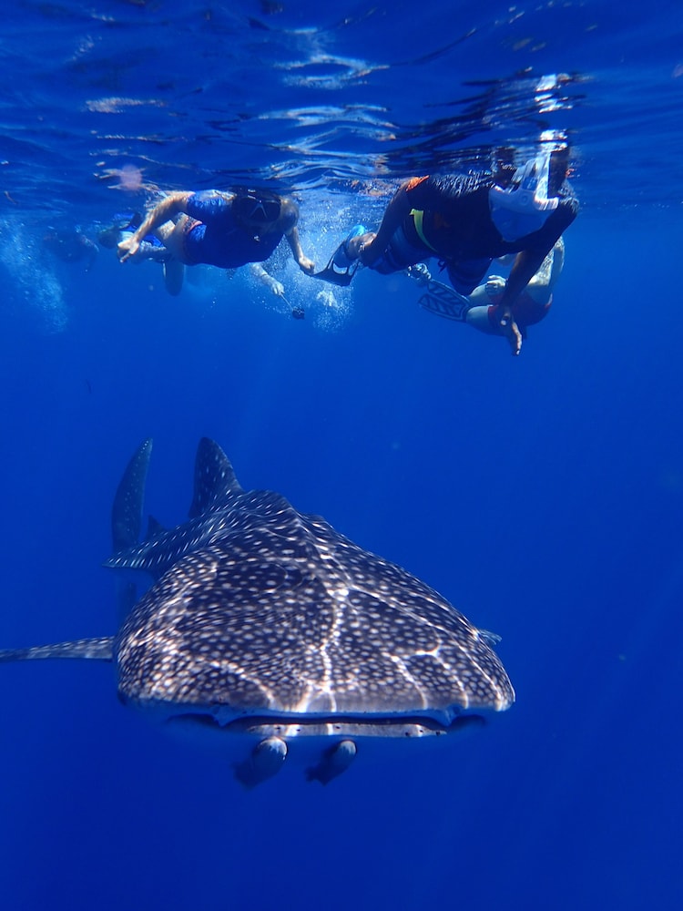 SeaLaVie Inn - Bild 3