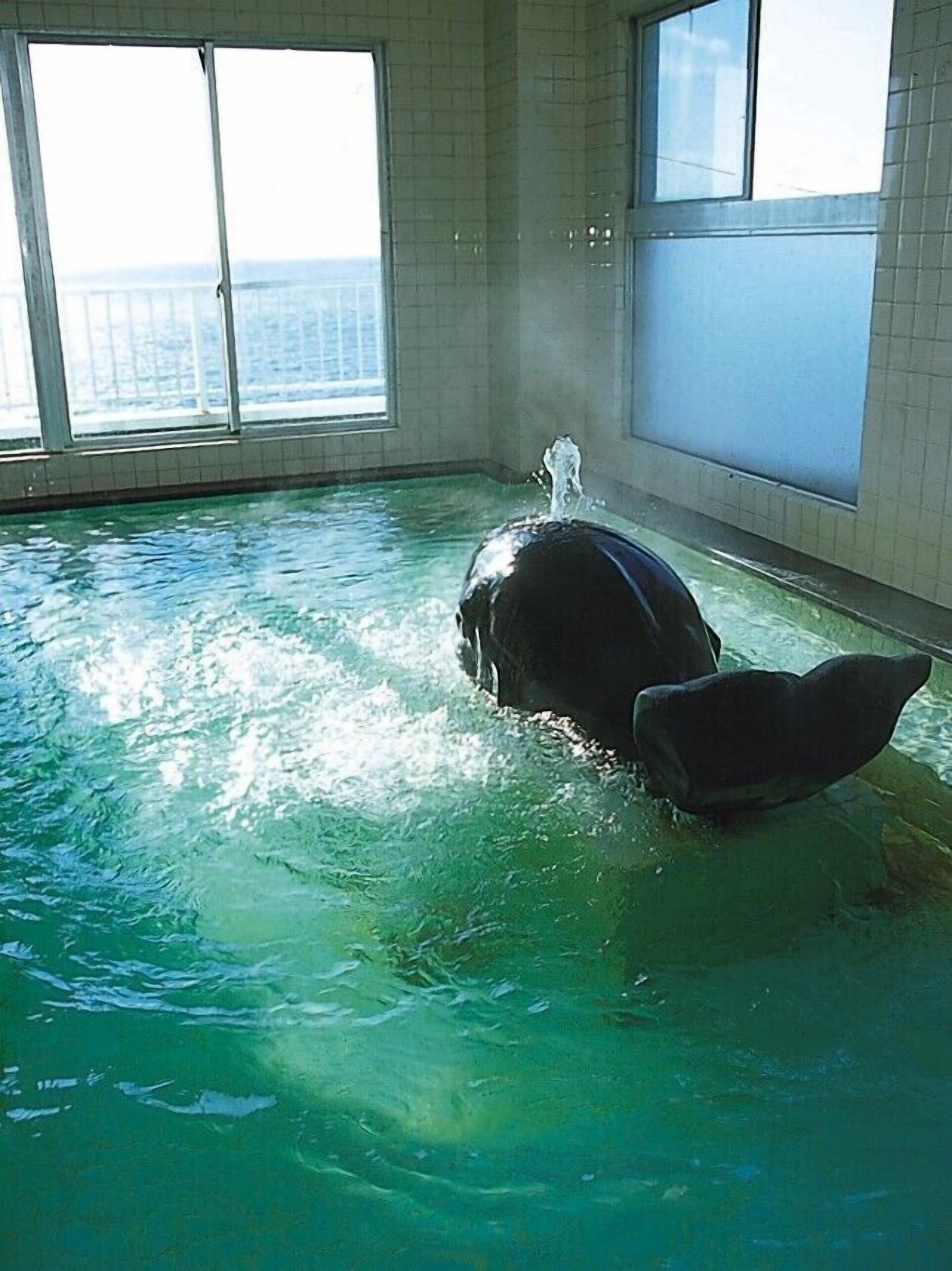 A dolphin in an indoor pool with large windows and a view of the ocean.