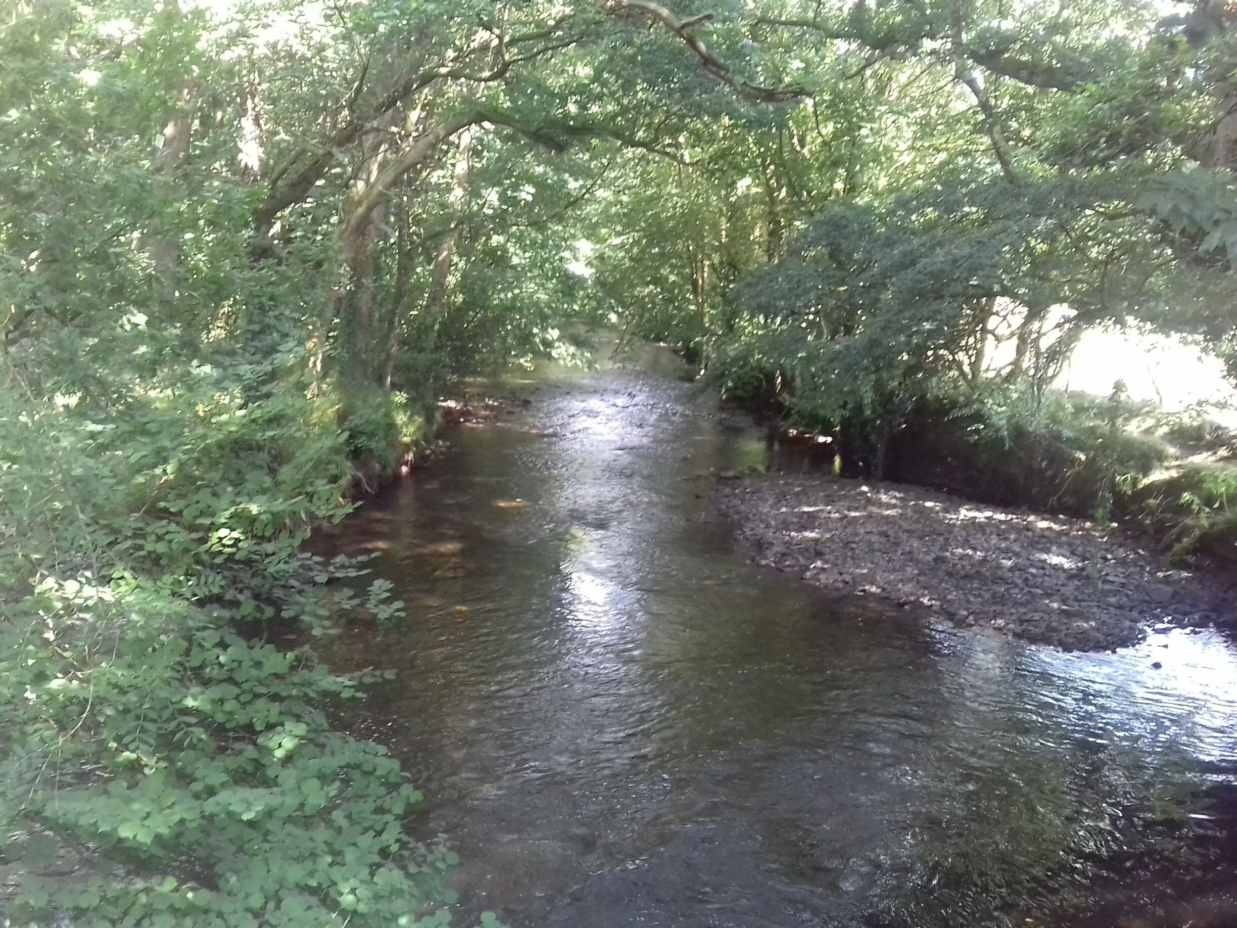A narrow, natural waterway surrounded by dense foliage.