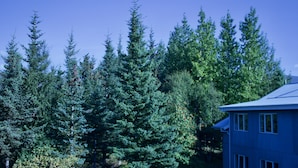 A house surrounded by dense evergreen trees. - Hotel Eyvindará (Egilsstaðir)