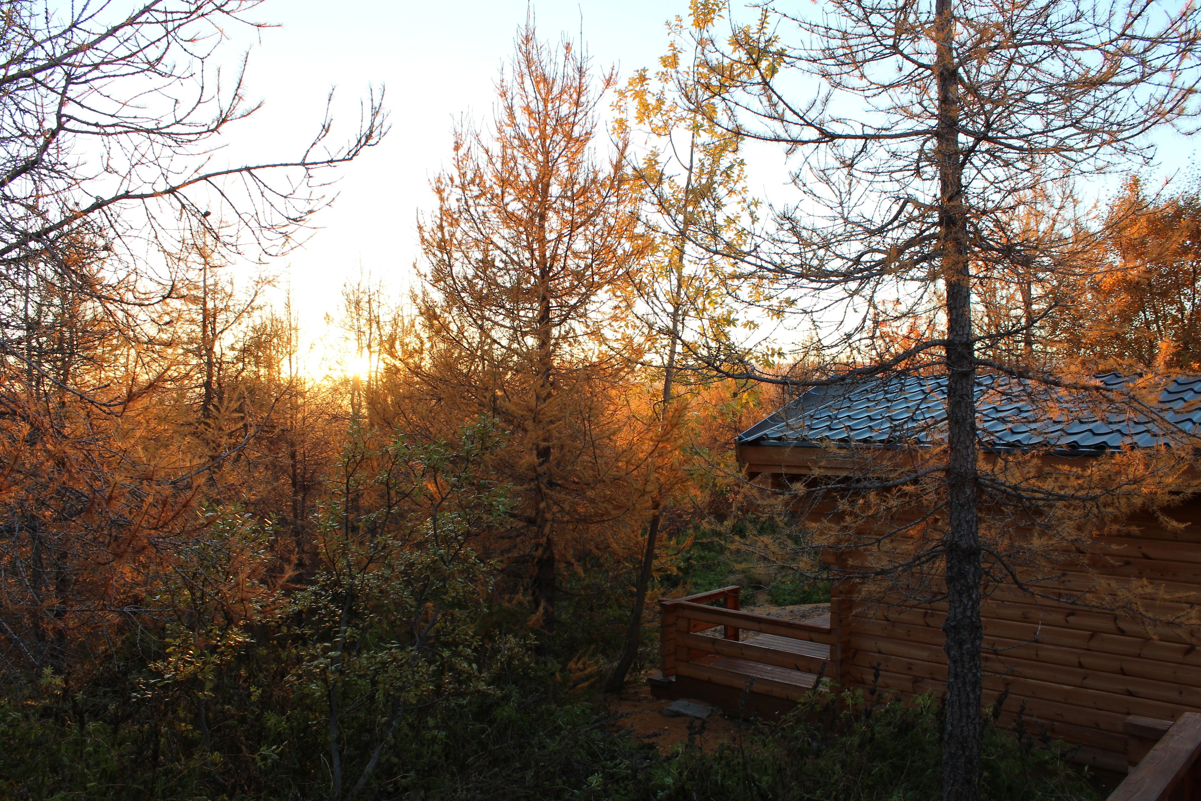 A rustic cabin surrounded by dense forest with a wooden deck.