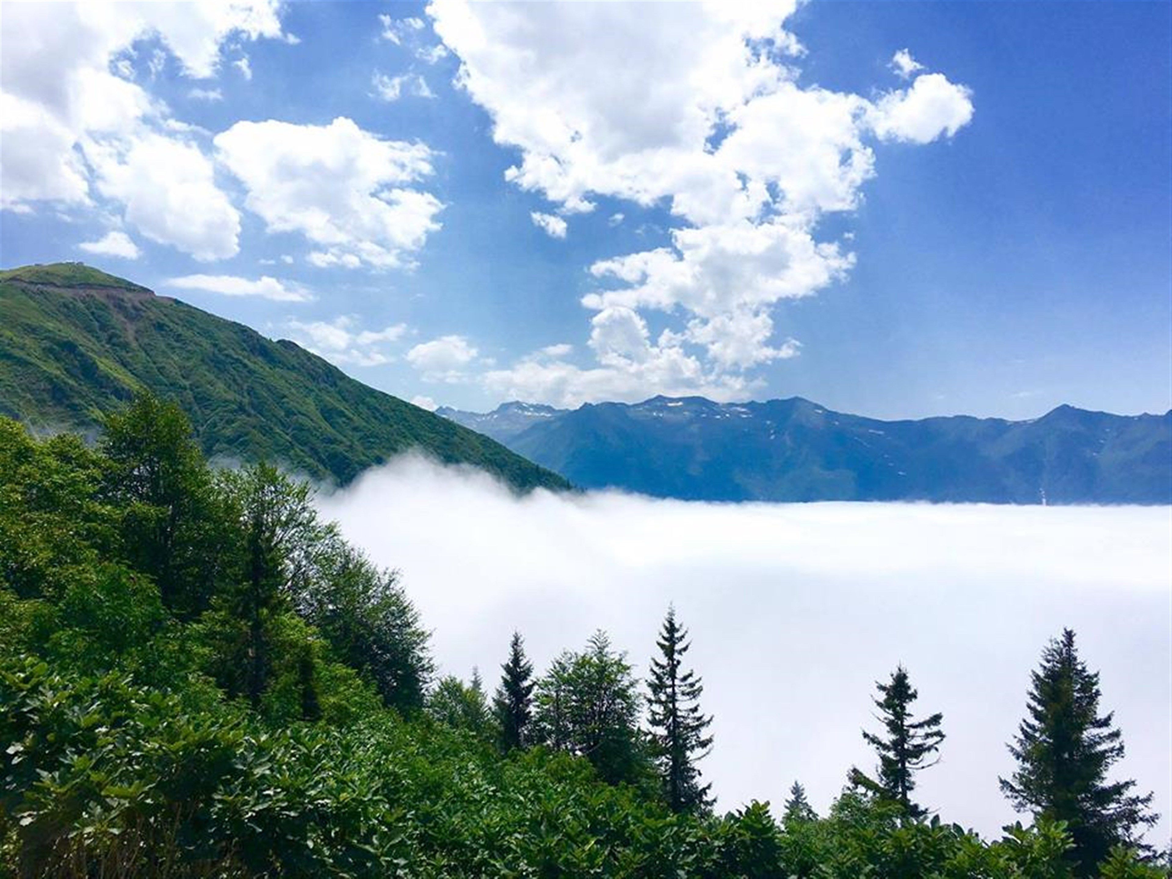 Un paysage montagneux avec une forêt au premier plan et un ciel dégagé.