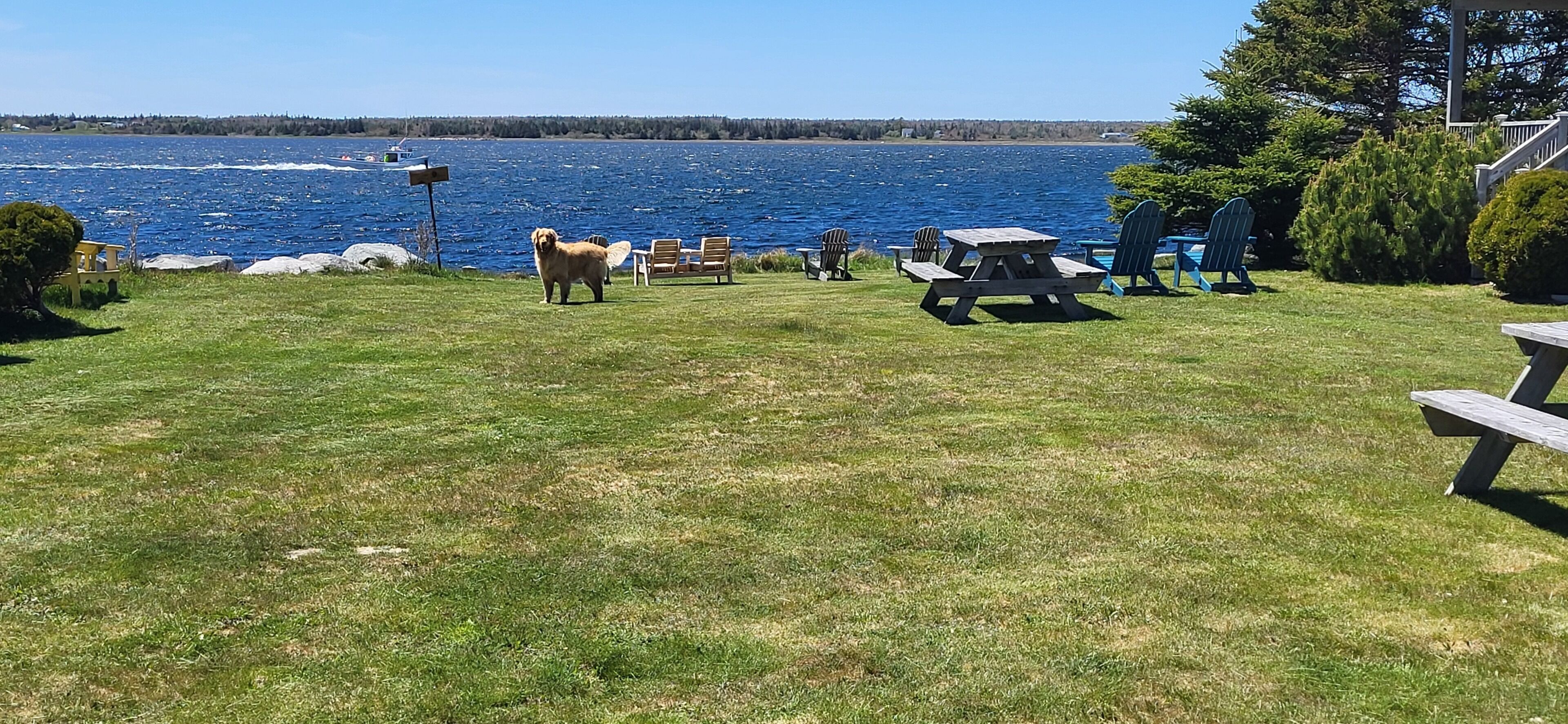 Un espace verdoyant avec un chien, des sièges en plein air et une vue sur l’eau.
