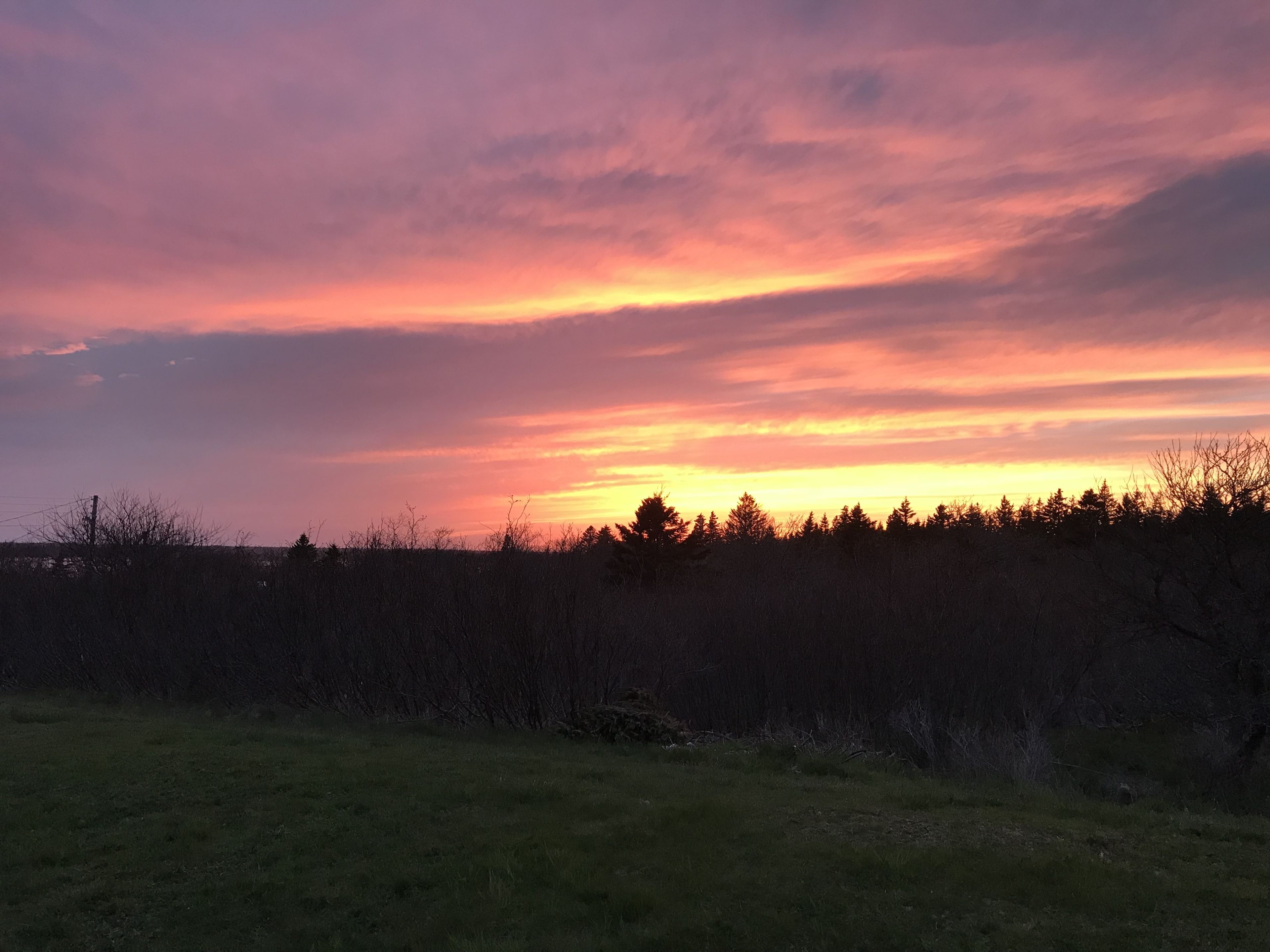 A sunset over a field with a line of trees in the distance.