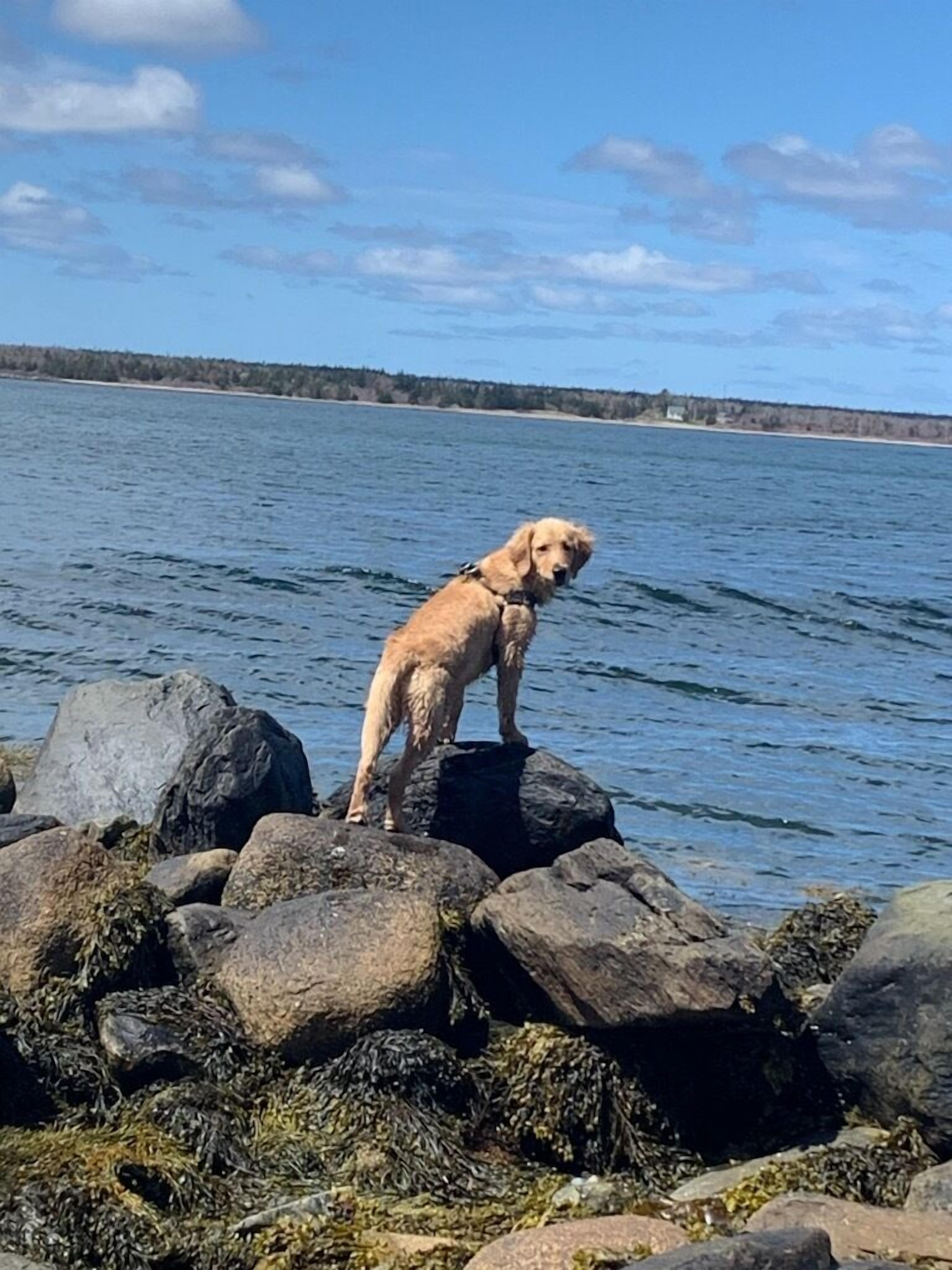 Ein Hund steht auf Felsen an einem Gewässer.