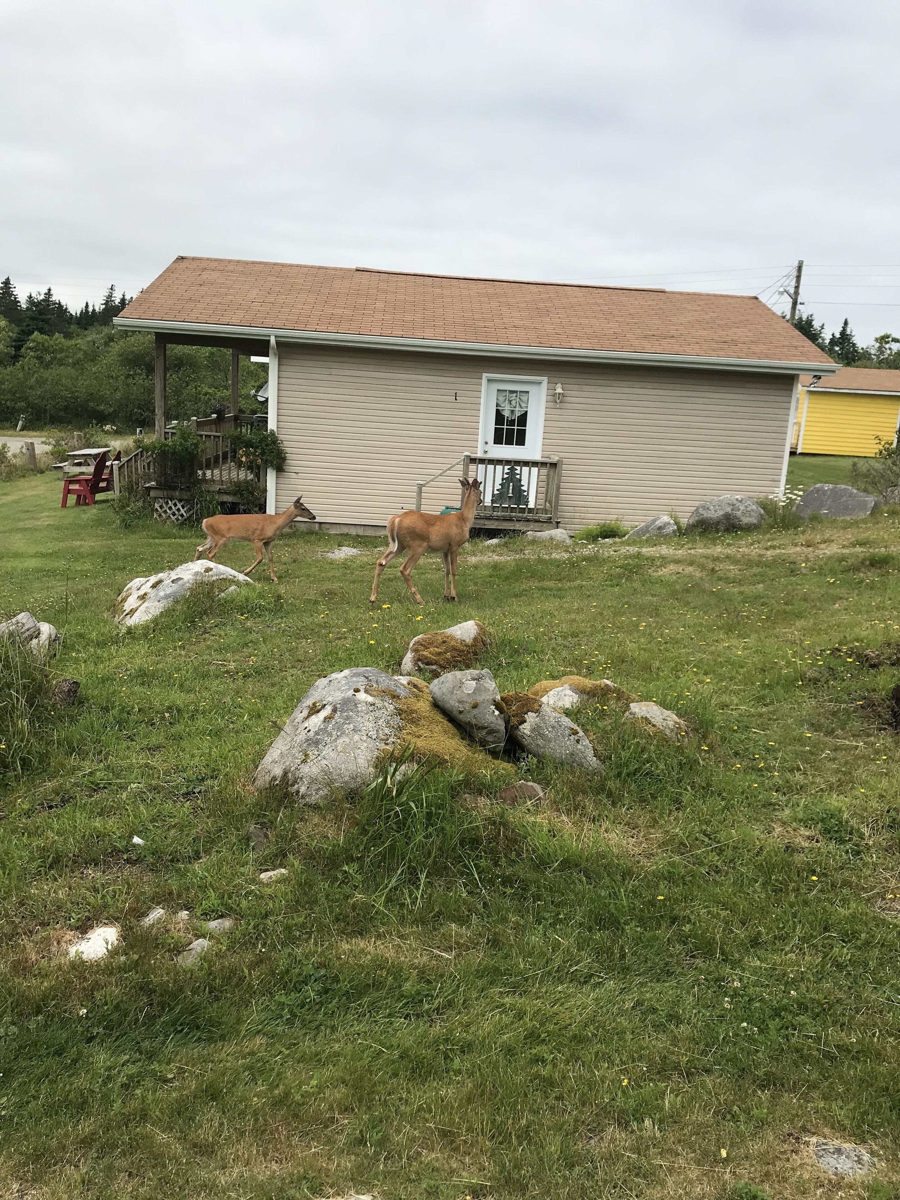 A house with a porch, a fenced yard, and a deer in the grass.