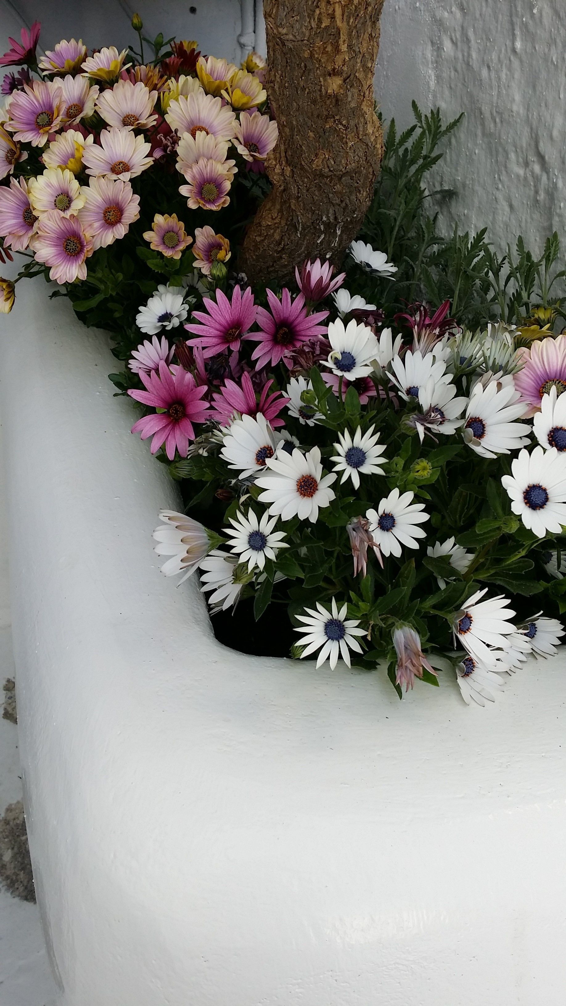 En hvid plantekasse med et varieret udvalg af blomster, herunder lyserød, hvid og gul.
