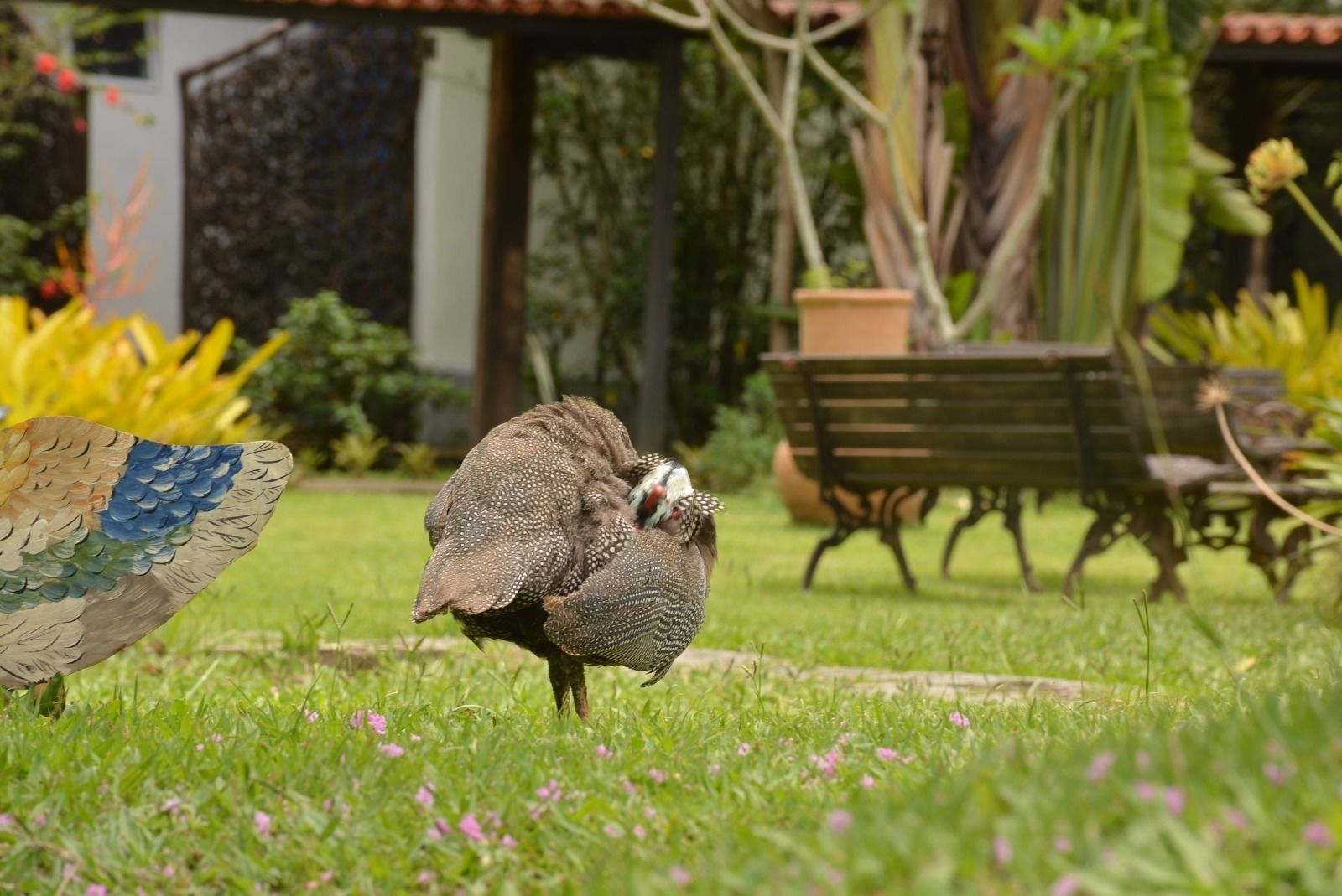 Un pavo real con una cola colorida en un jardín con un banco y una casa al fondo.