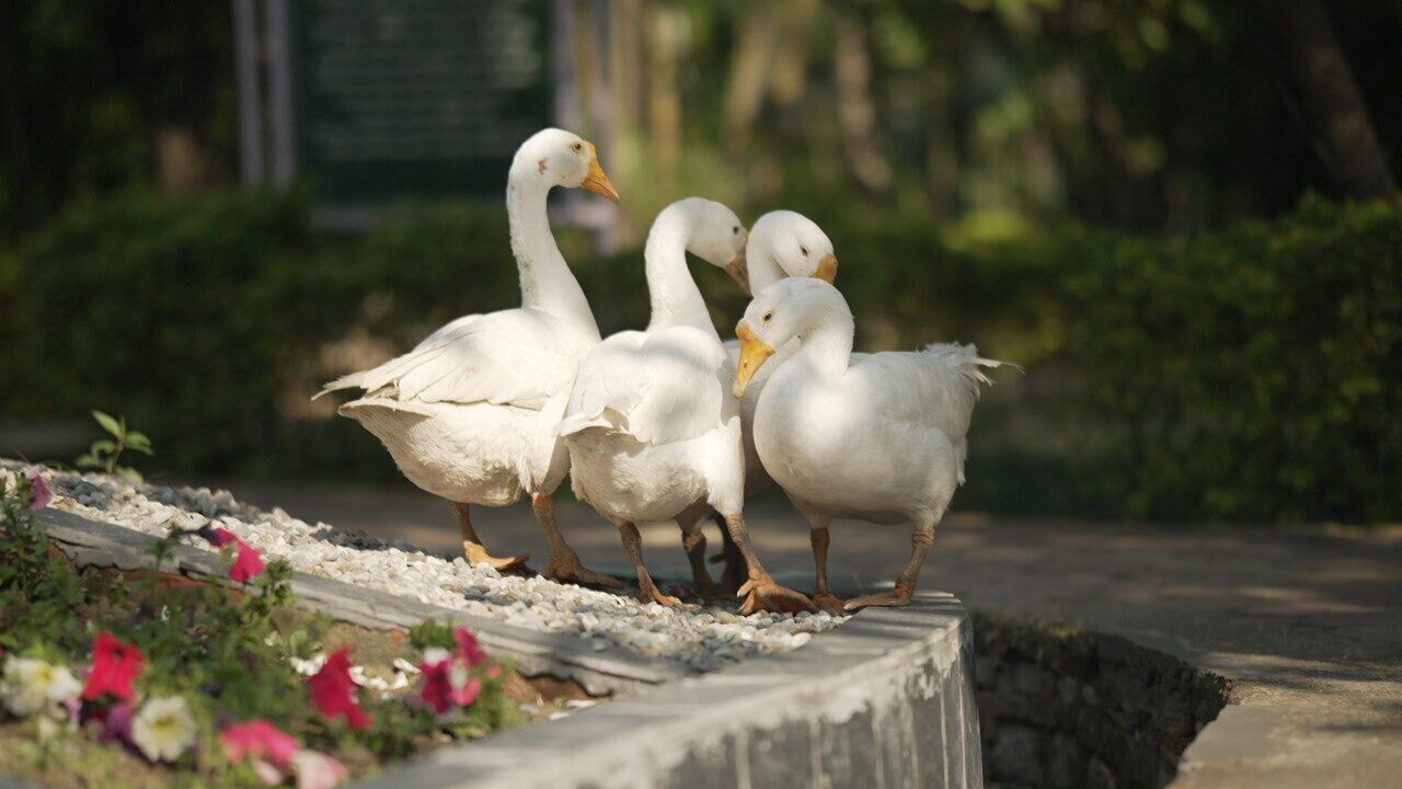 Un groupe de canards blancs se tient sur une corniche en béton, avec un jardin en arrière-plan.