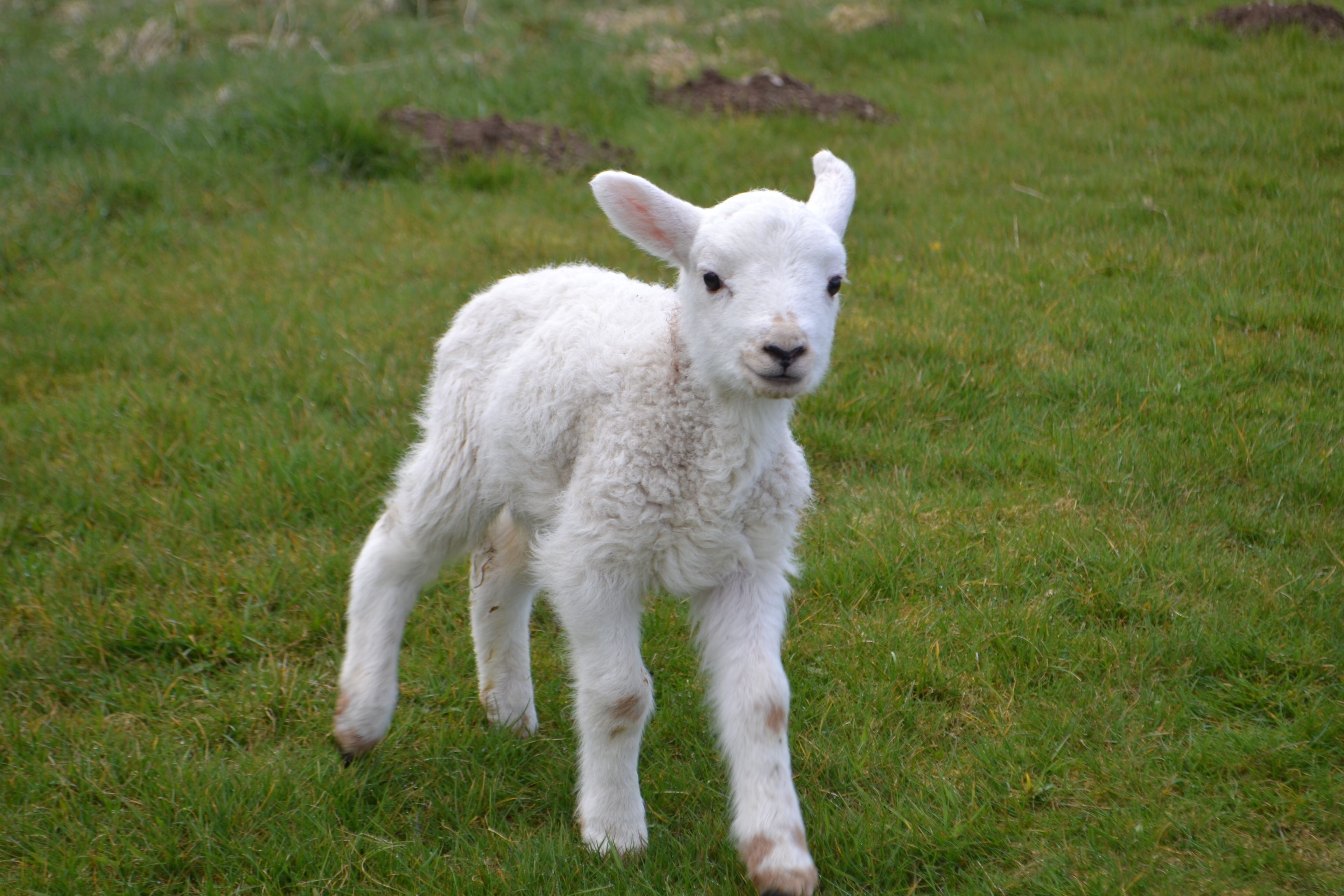 A lamb standing in a grassy field.